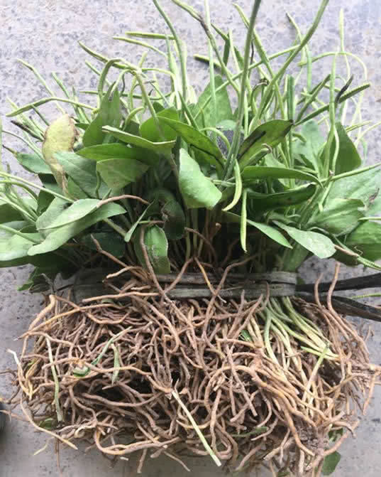 荒地|1种“野草”,长在路边一点不起眼,现在价值珍贵一斤200元