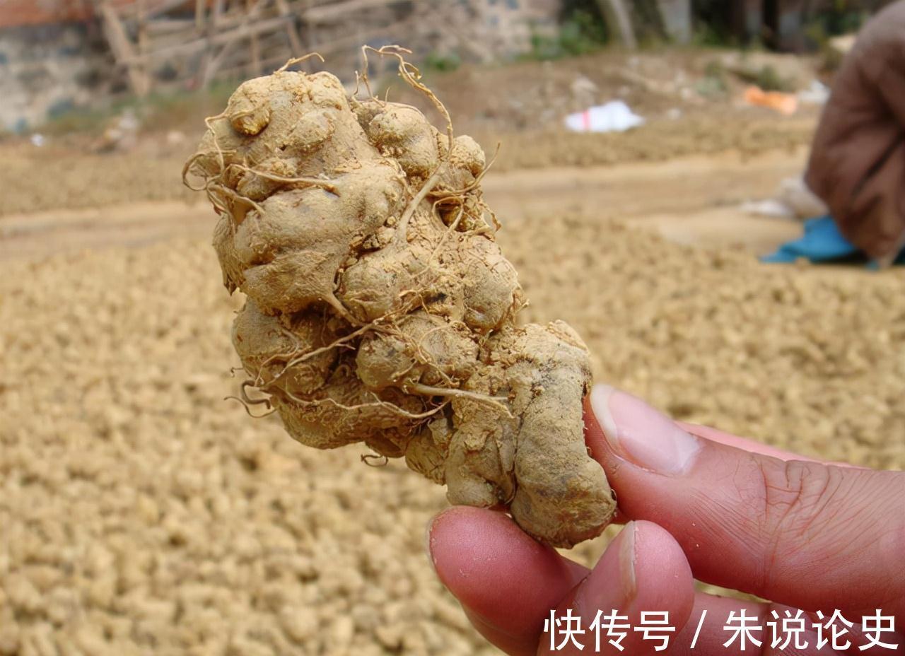 手术治疗|丹参和三七都可以疏通血管，哪个效果更好？可以一起服用吗？