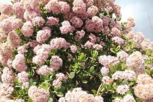  寿命|能养100年的花，养一盆成传家宝，越老越值钱！