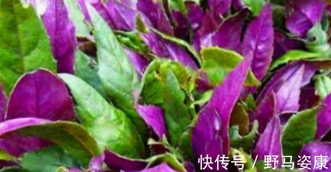 茉莉花鸡片|高血压看一看，3种“天然降压药”坚持吃，血压或许“不再反弹”