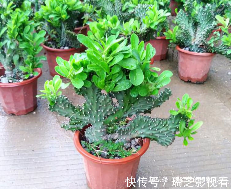 超级好养的8种花,1个月不浇水也死不了!