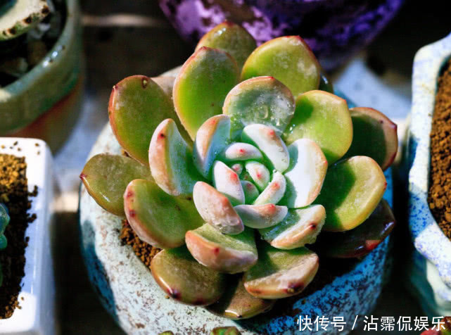 果皮肥|多肉不好养给它喂点“这种水”,快速上色越长越旺,爆盆不是梦