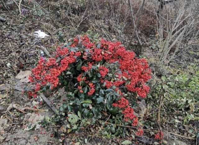 山坡下,有2种野生的“盆景树”,茎干弯曲、奇特,比卷柏珍贵