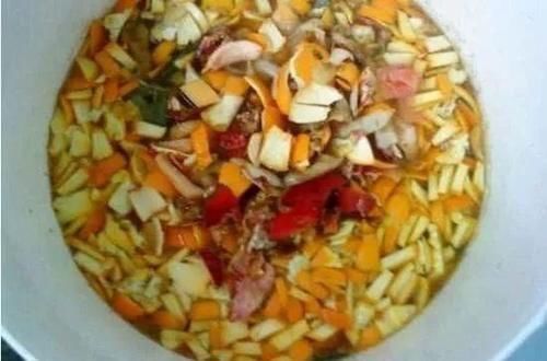 橘子皮养花,效果不比花肥差,实用简单效果好,啥花都喜欢!