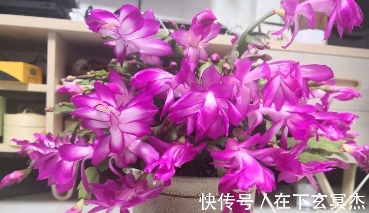 三角梅|家里阳台养此款花,新手也能养爆盆,花香四溢飘满屋,美