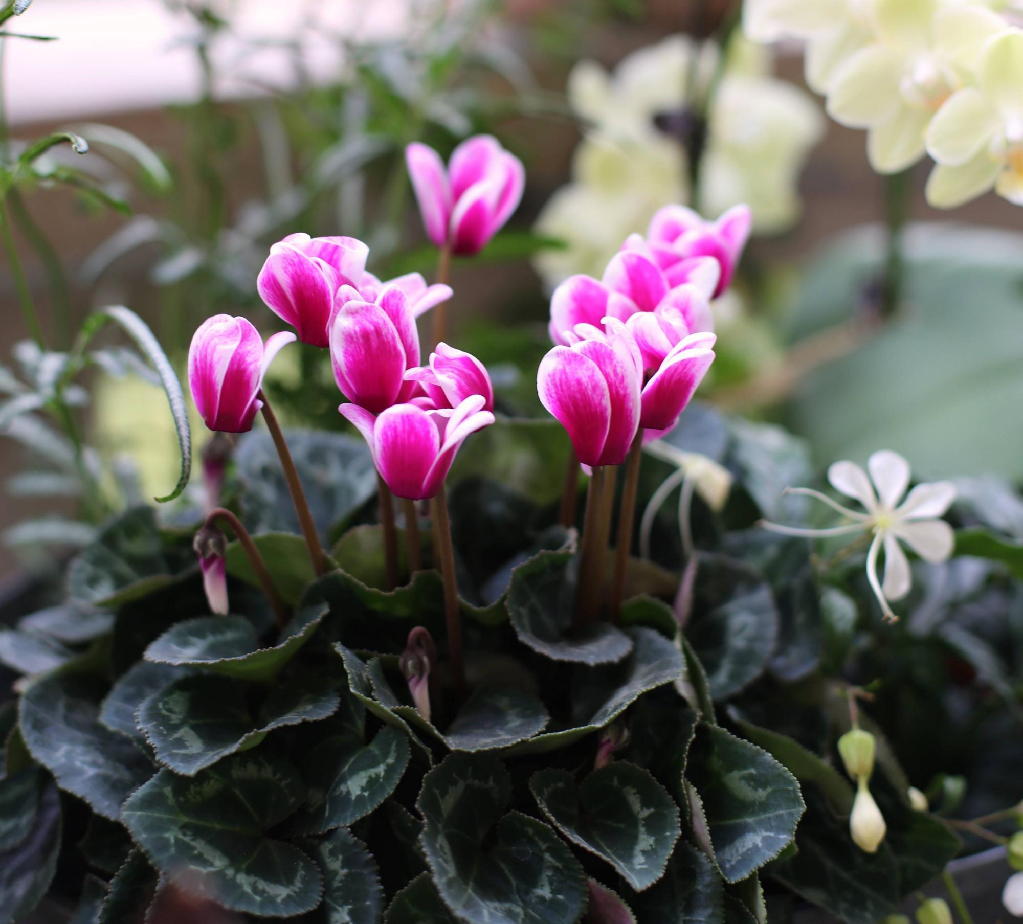 适合冬季养的“3种花”,天天有花可看,越冷花越艳、吉祥又美丽