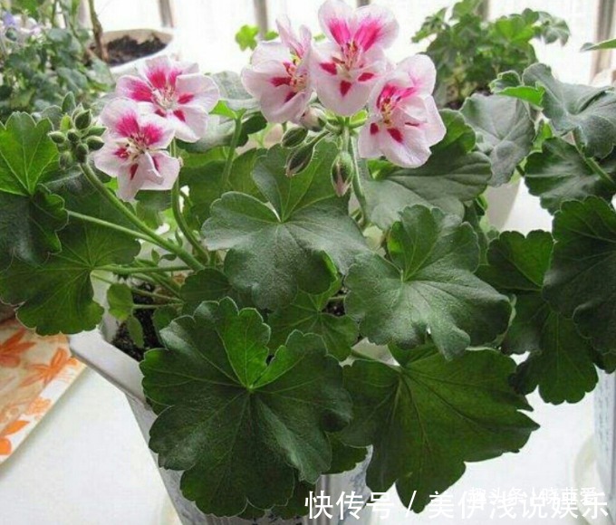 失眠|提醒:这12种“漂亮花”,不适合养在室内,别不当回事