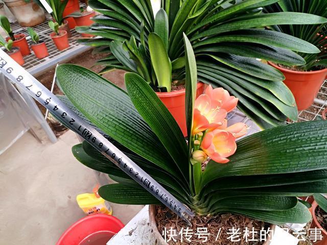 君子兰还不开花现在“虐一虐”,春节“乖乖”开花,吉祥又喜庆