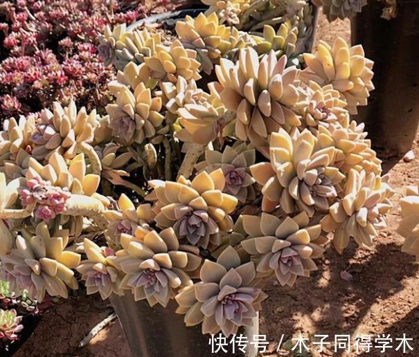 光照|新手养盆多肉淡雪，3个动作养出漂亮桃心，容易爆盆长成小老桩