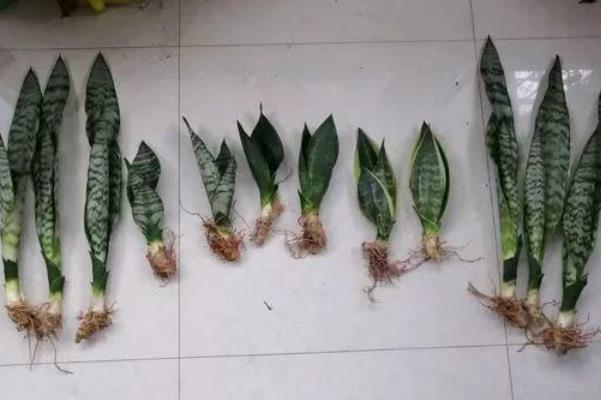 盆越小水越少,长势越好的几种花,看看你家有没有。