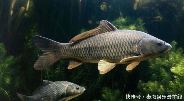 麦粒|如果你想钓鱼,不要依赖商业鱼饵,你必须依赖它们