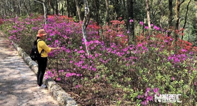 龙山杜鹃怒放，赏花正当时，点缀揭西的绿水青山