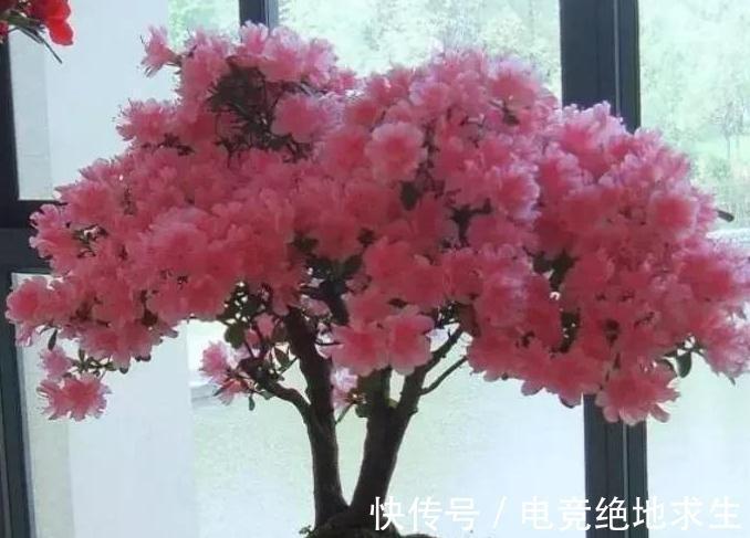 冬天怎么养护杜鹃花,注意4点,花开满枝头