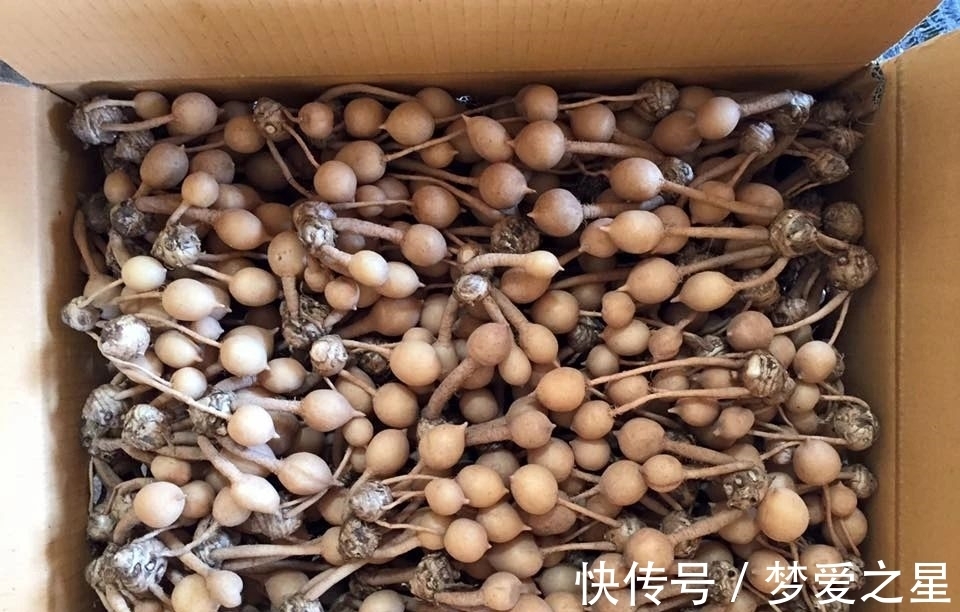 荷花|一块“大生姜”,开满粉荷花,家里养一盆,仙气飘飘,开花100天