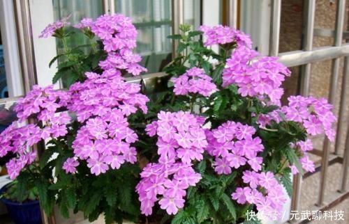 花期|花期超长的10种花,养一盆全年都有花看