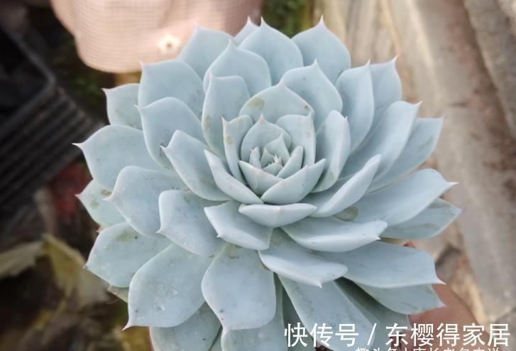 肉友|多肉蓝鸟有薄叶和厚叶之分,不过养护方式差不多,夏天度夏也不难