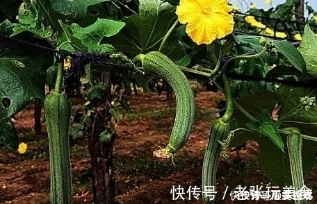 美人水|炒丝瓜不能放它,不仅没营养,还有损肾脏,还是早点了解为妙