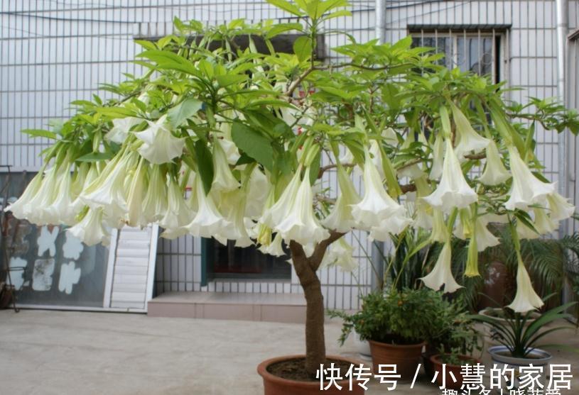 “美丽有毒”的植物，快来认识11种“毒花毒果”，不吃亏不上当