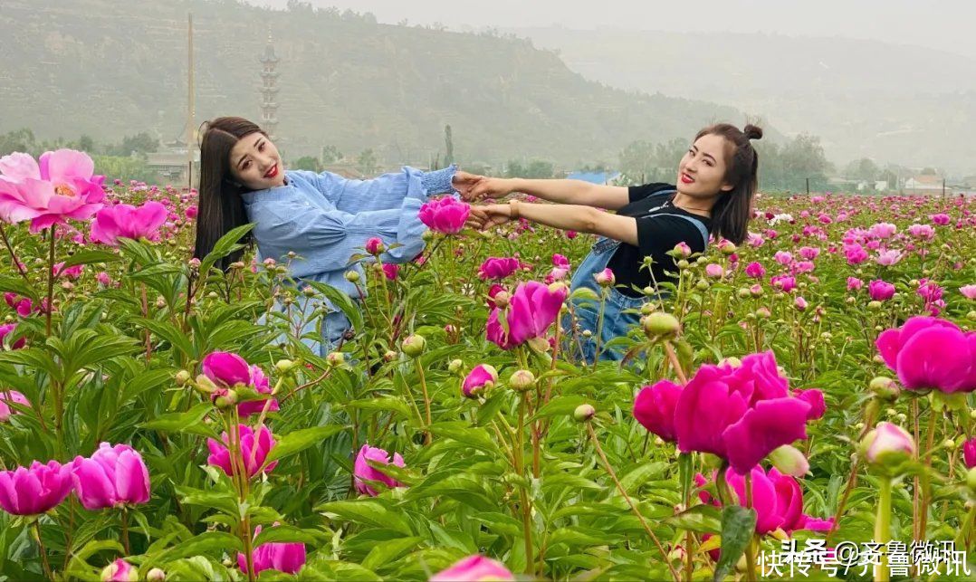 芍药|六月至，“花相”芍药笑迎宾