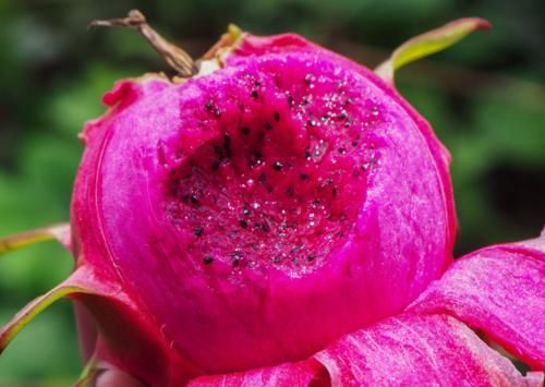 清除皱纹的4种食物，红枣排最后，“榜首”常吃，肌肤或能更通透