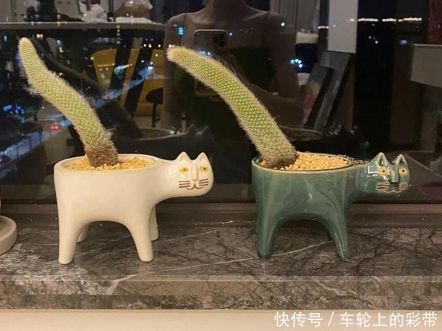 吊兰长满小金鱼,养上5年,越养越上瘾!