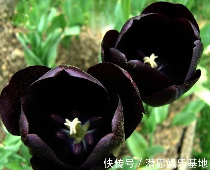 10种罕见的黑色花，都说很高贵，我怎么觉得诡异？