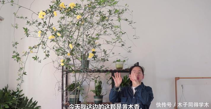 好看又好养的黄木香,花量巨大,养护做好几点,见花不见叶