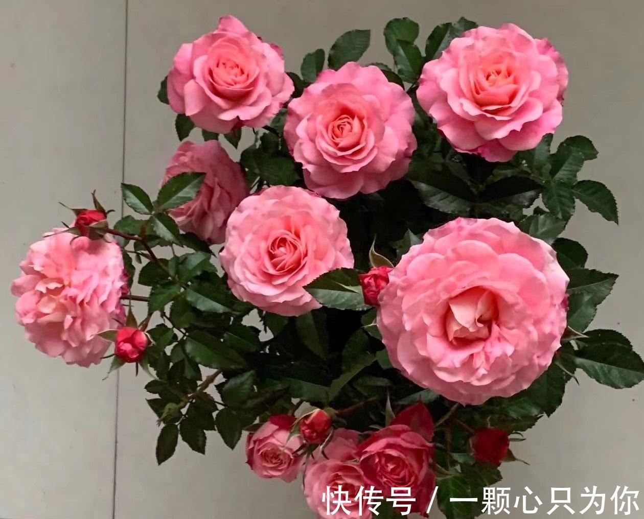 月季|一种长得像牡丹的月季花,颜值高,香气浓,四季花开,阳台也能养