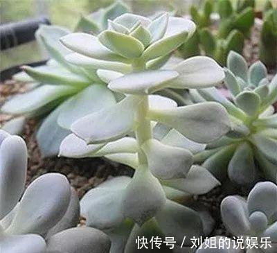 多肉徒长不用怕,拦腰砍断,憋出一堆芽