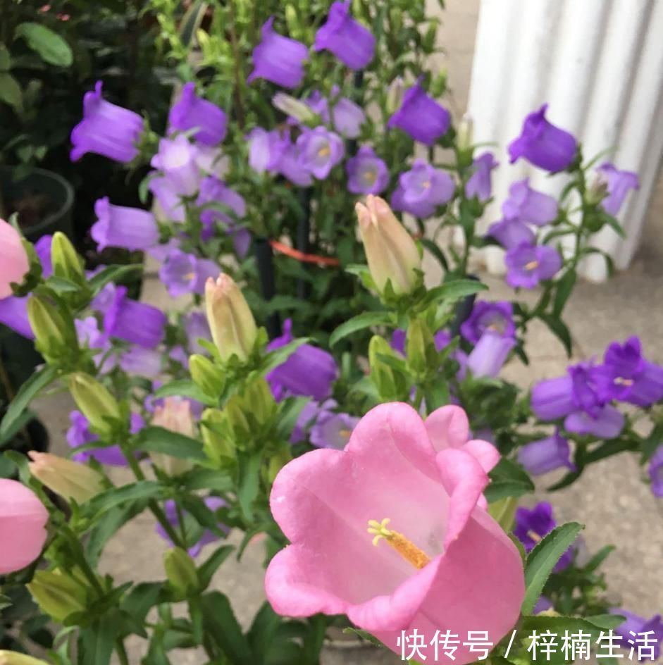 风铃草|此新型盆栽绿植,花型别致美丽,开花频繁,种植简单,在家也能养