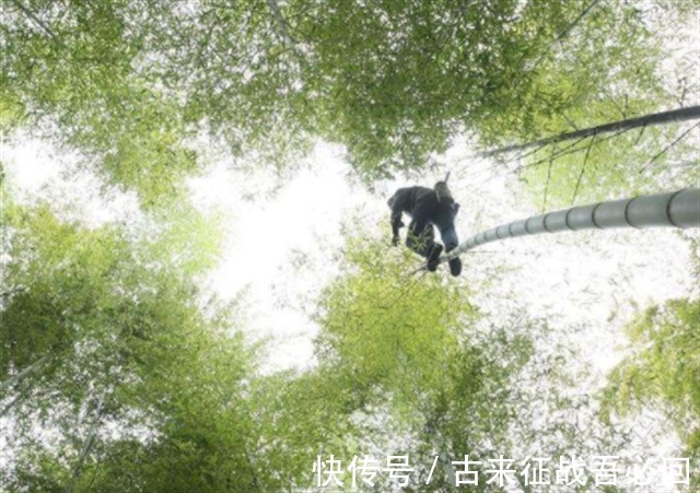 技艺|竹海飞人8岁爬竹子,年过半百仍在竹上行走,今无人传承境地尴尬