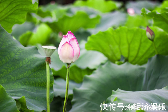 高血压|高血压的根源是盐吗生活中还有这些隐蔽的“帮凶”，你知道吗