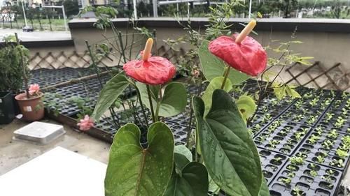 红掌花发蔫后应该如何处理？