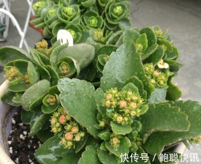 长寿花“半死不活”僵一年3点大营救，浇点促花肥，花苞挤满盆
