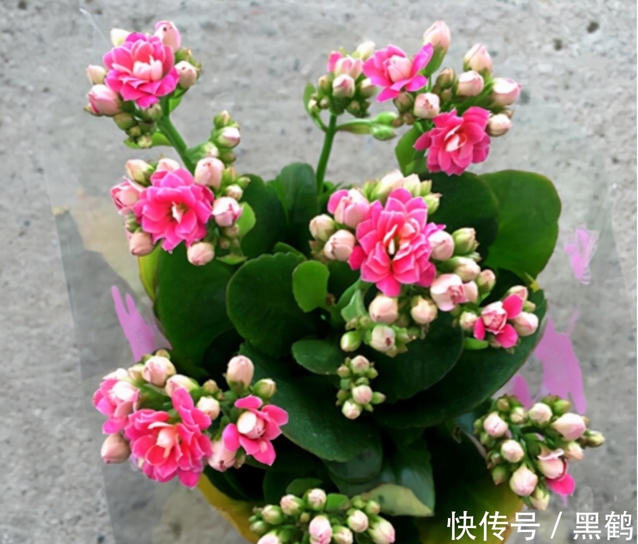 花多多2号|花市上的长寿花满头花苞?原来有“猫腻”,咱也学一学