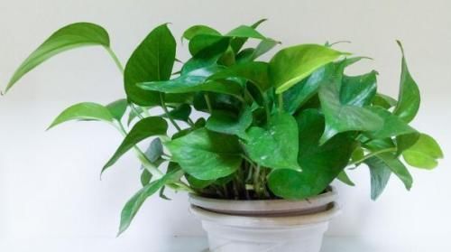 大妈养绿箩有奇招,3个技巧倾囊教授,学会了,室内绿箩爬满墙壁