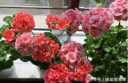 春天,养这“8种花”,一年“300多天”有花看,美死了!