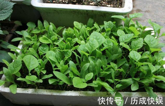 阳台上最好养的“3种菜”，种一次，吃不完，收获一盆又一盆
