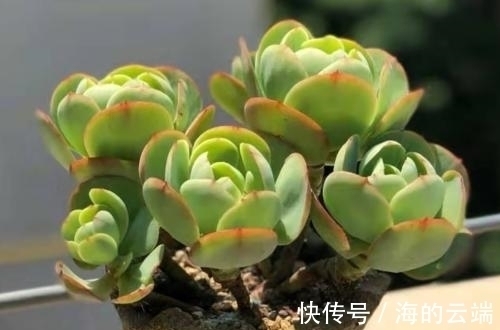 碧桃|养多肉碧桃,做好几件事,遇水疯长,清丽动人,养成群生小老桩!