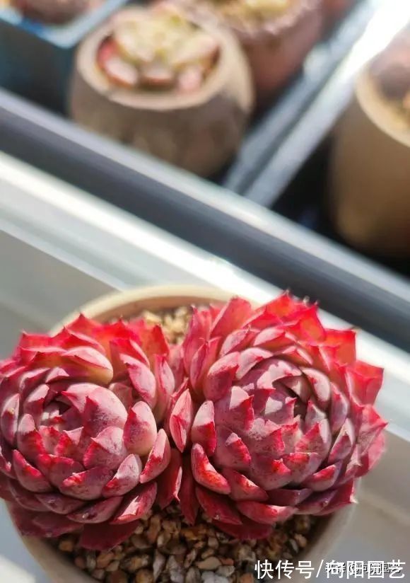 养多肉的4大“误区”,开春养多肉,最好不浇水,干土不烂根