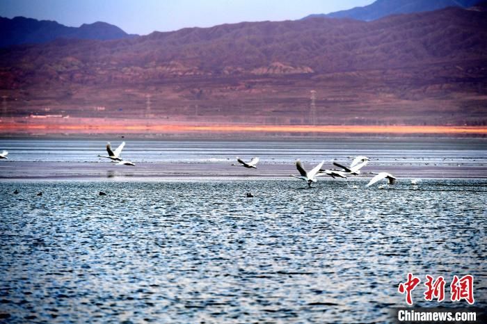 公园|大天鹅飞抵柴达木盆地都兰湖国家湿地公园“越冬”