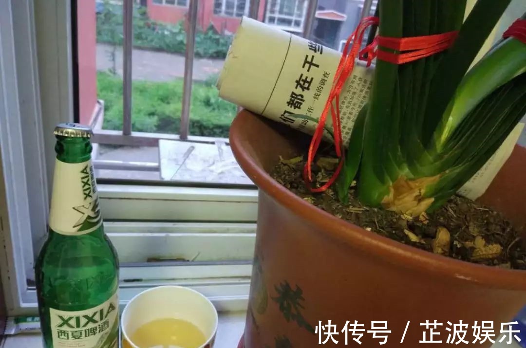 绿萝浇啤酒,文竹来勺糖,1个月嗖嗖长2米!