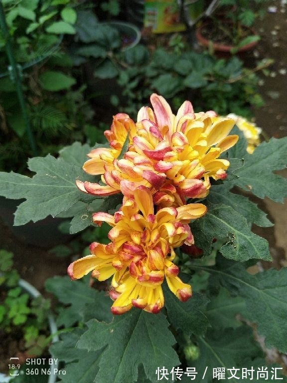 天生带“争议”的植物,有人觉得不吉利,有人觉得无所谓