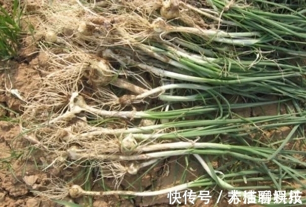 药材|农村“似蒜非蒜”的野菜,实质上为名贵药材,不要傻傻的拿来吃了