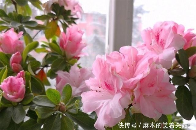 禁地|室内养花，避开2处“禁地”，不黑腐、不黄叶、不生虫，枝粗叶壮！