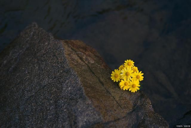 临江仙$16首野花诗词:久违石阶生绿苔，一朵黄花夹缝开