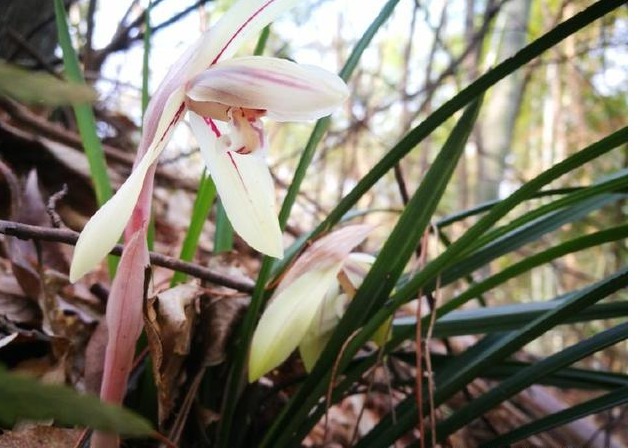 养兰花一不小心浇多水，新苗腐烂怎么办应该要怎么样挽救回来。