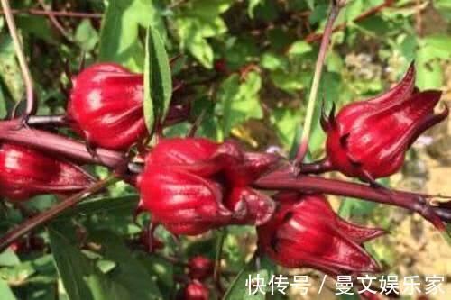盆栽|最“好吃”的“花”,花色红艳,酸甜可口,盆栽一棵,能吃又能看