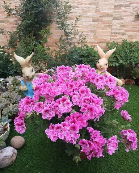 养花技巧:大冬天,她家的小院开满200盆花,全家人过年围着看!