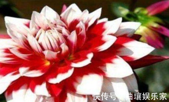 喜欢养菊就选“凤羽明霞”,造化神秀,芳姿耀眼,观赏性价值极高